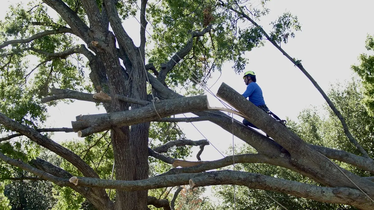 Professional Hazardous Tree Removal performed by certified arborists in Columbus